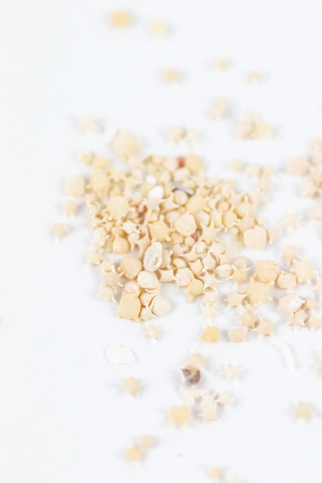 Japanese Star Sand, Default Title at Stemcell Science Shop