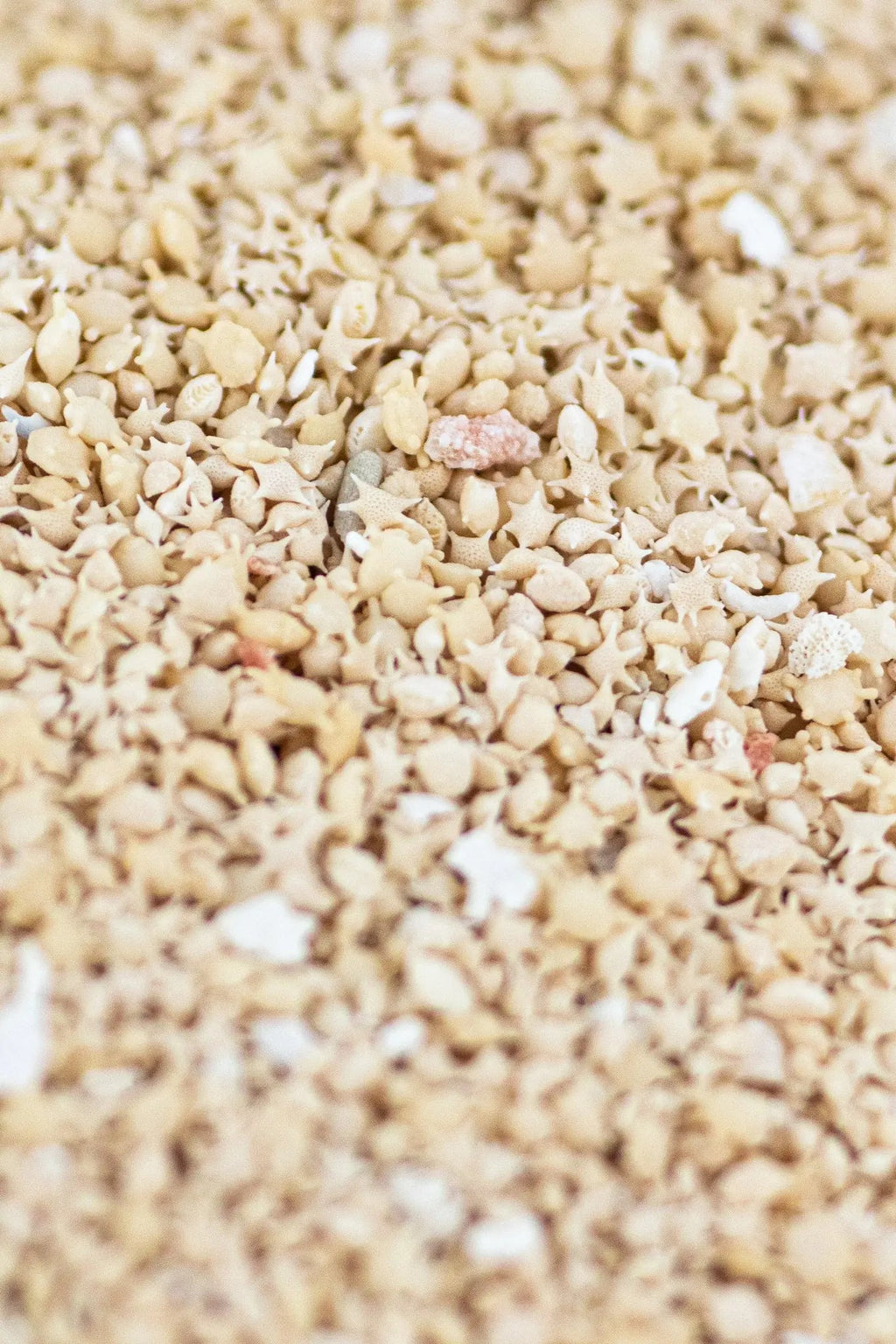 Japanese Star Sand, Default Title at Stemcell Science Shop