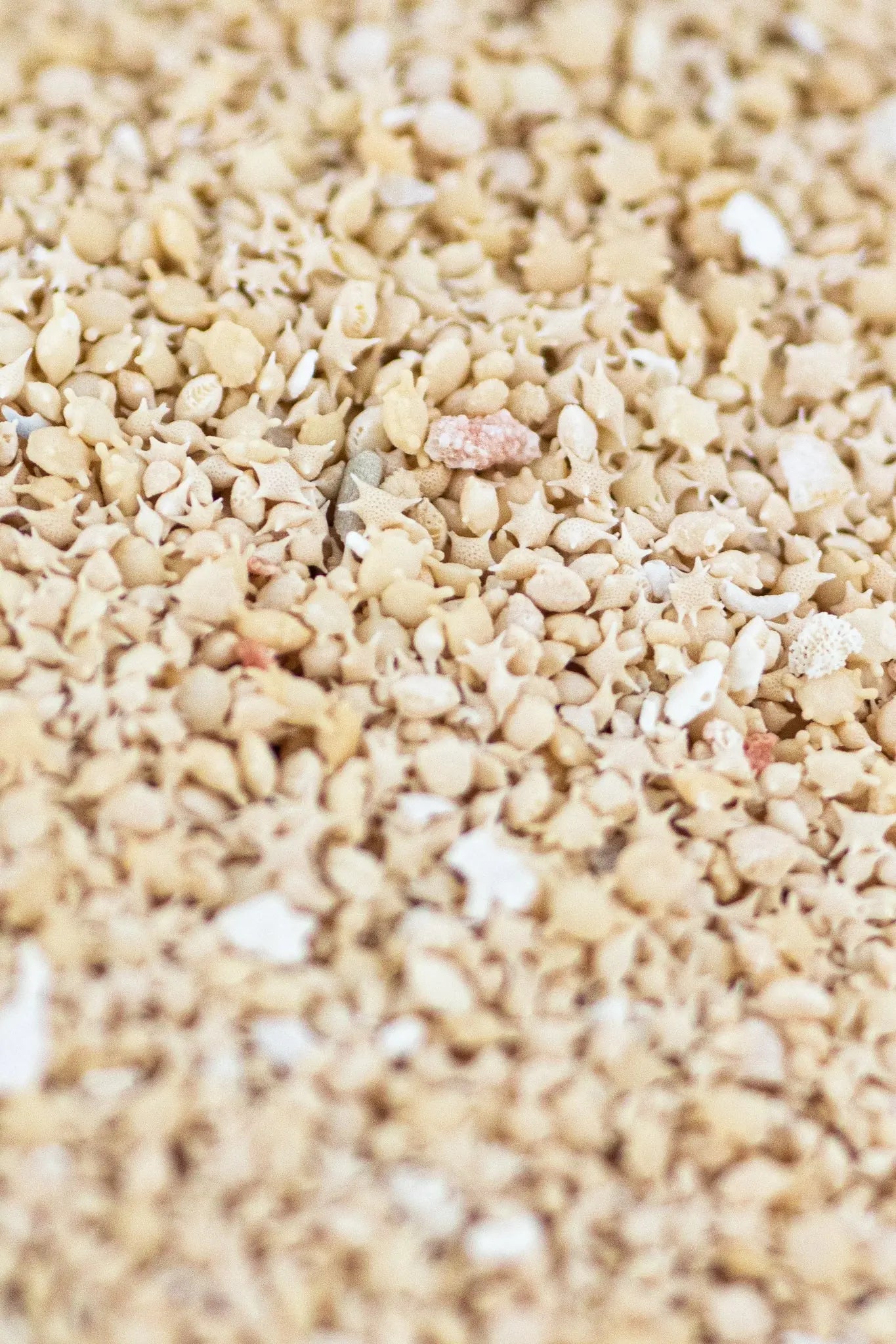 Japanese Star Sand, Default Title at Stemcell Science Shop