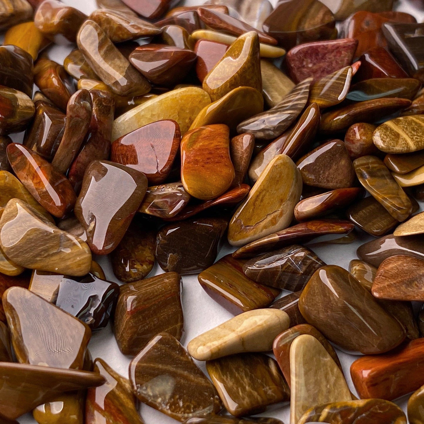 Jurassic Tree - Araucaria Fossil