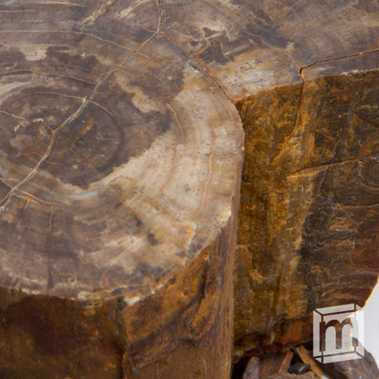 Jurassic Tree - Araucaria Fossil