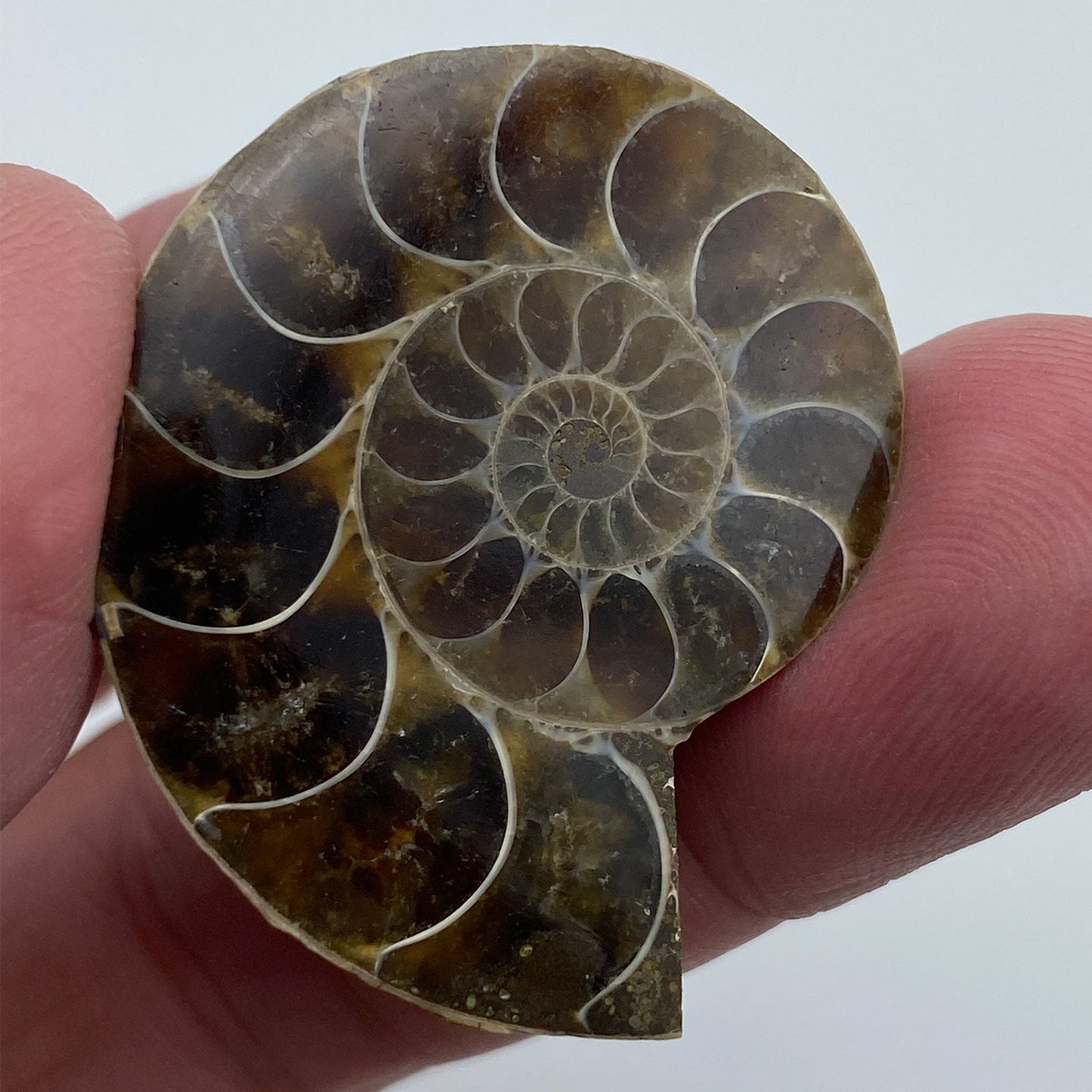 Ammonite
