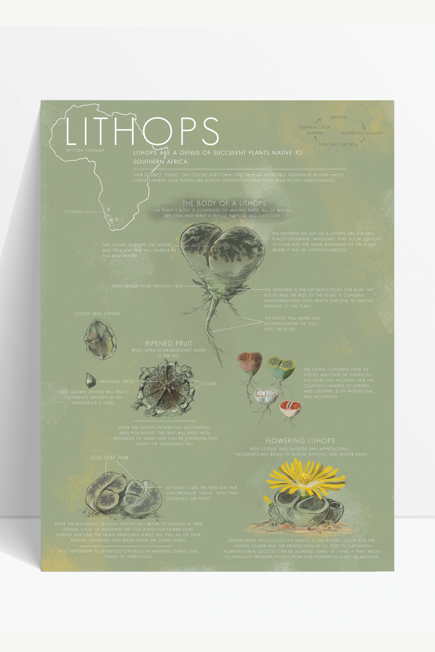 Lithops Life Cycle Chart