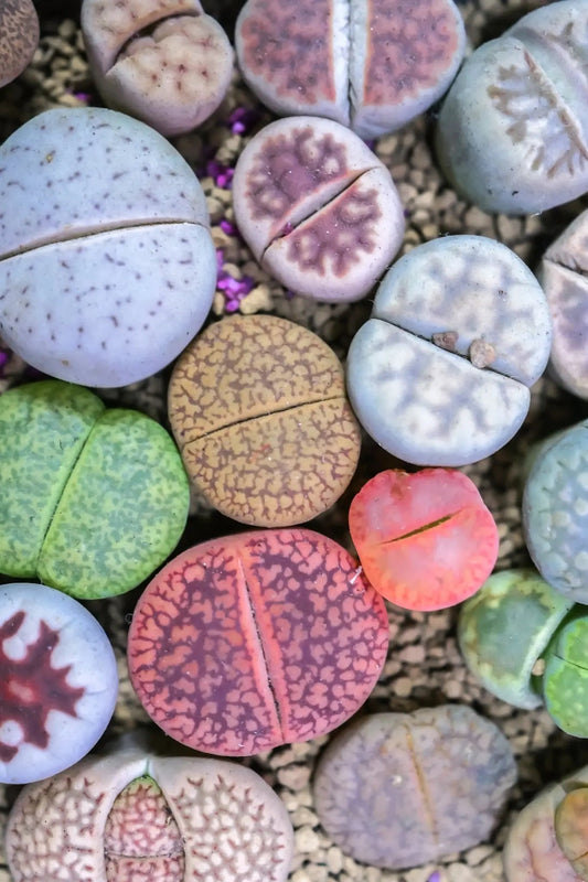 Lithop Seeds Seeds Stemcell Science Shop