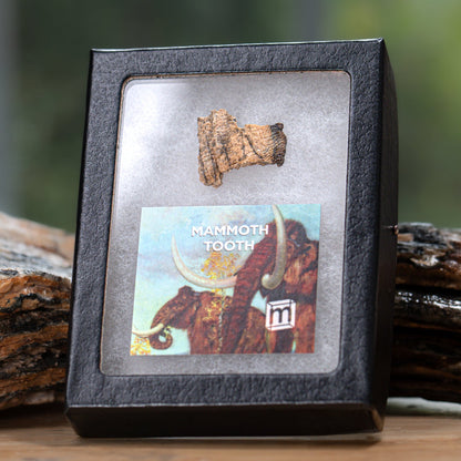 Woolly Mammoth Tooth - Riker Box Specimens