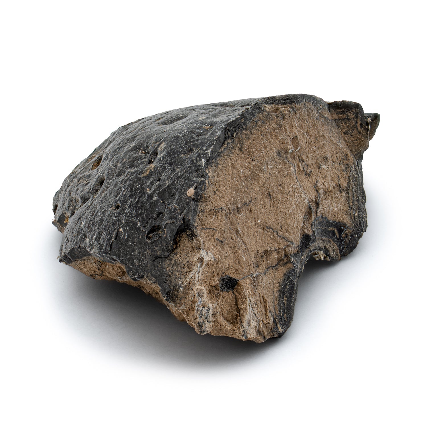Megalodon Poop