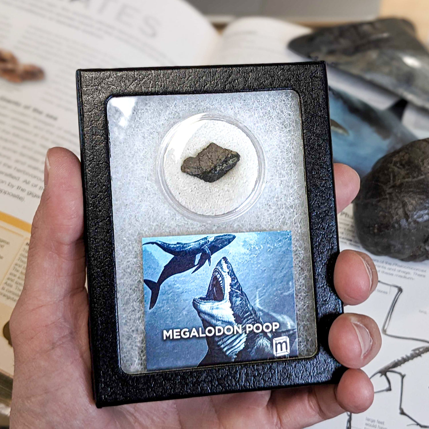 Megalodon Poop – Stemcell Science Shop
