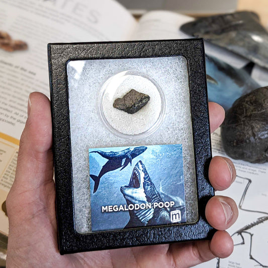 Megalodon Poop