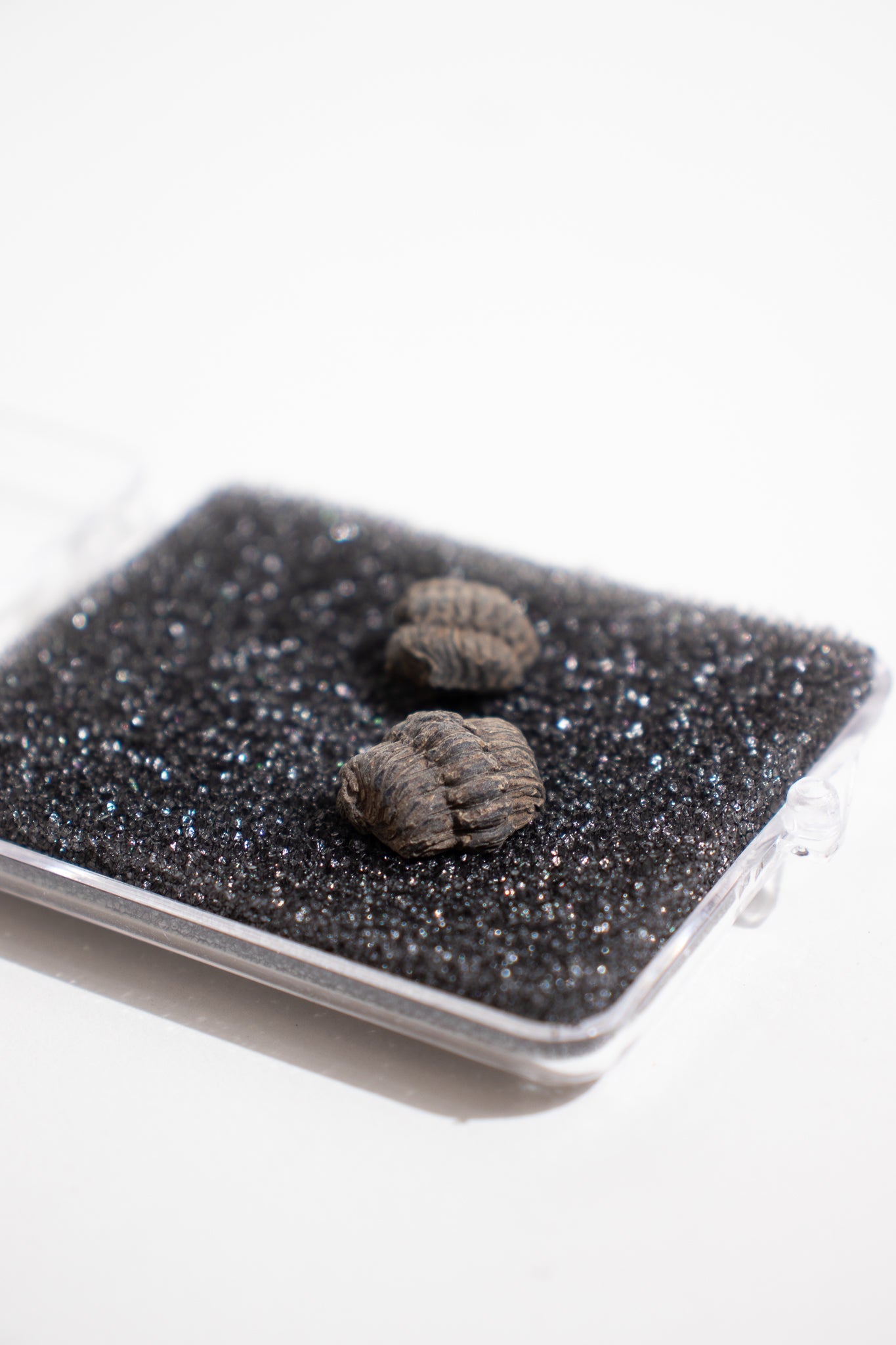 Mini Trilobites - Fossil from Stemcell Science Shop