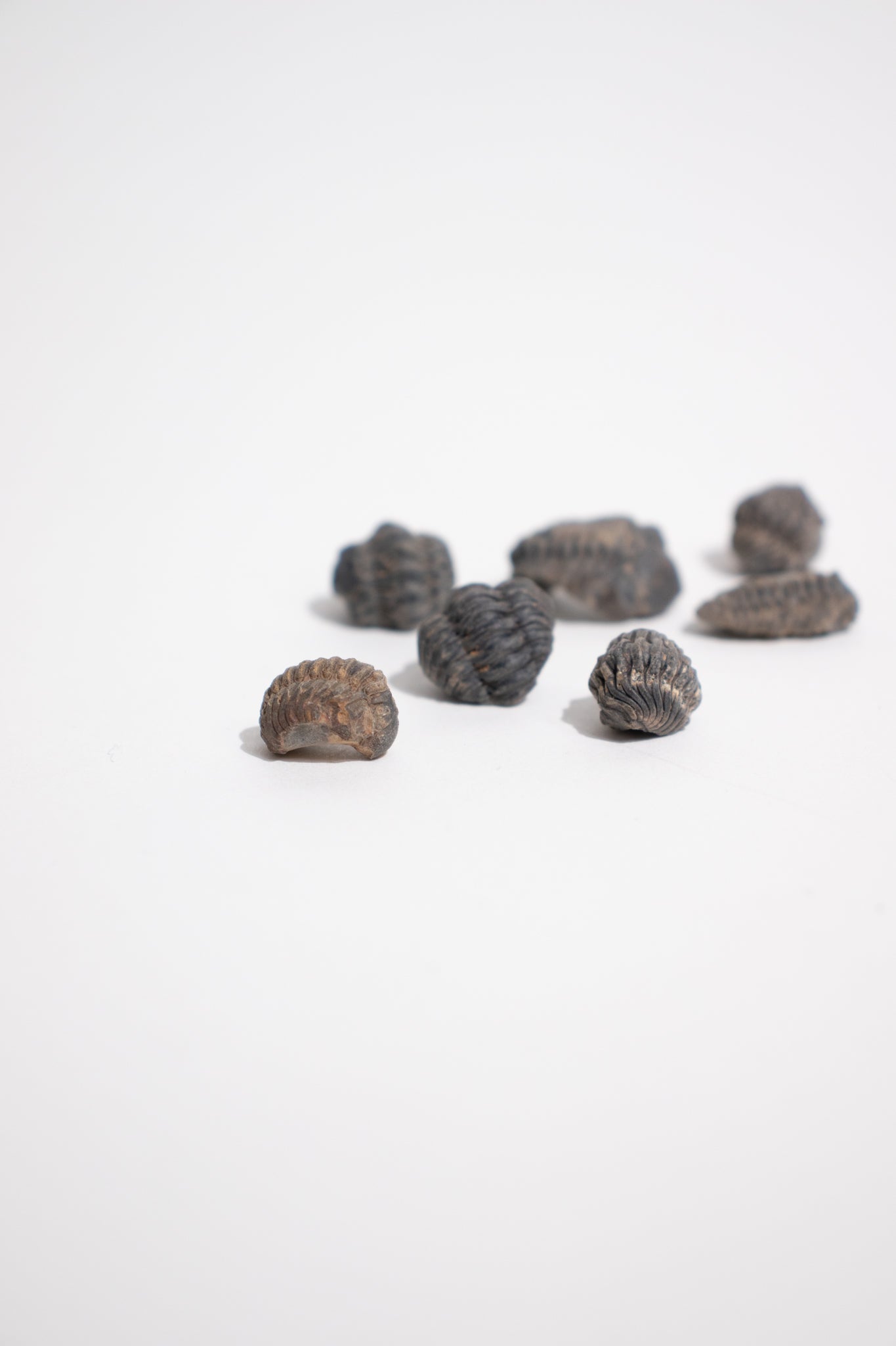 Mini Trilobites - Fossil from Stemcell Science Shop