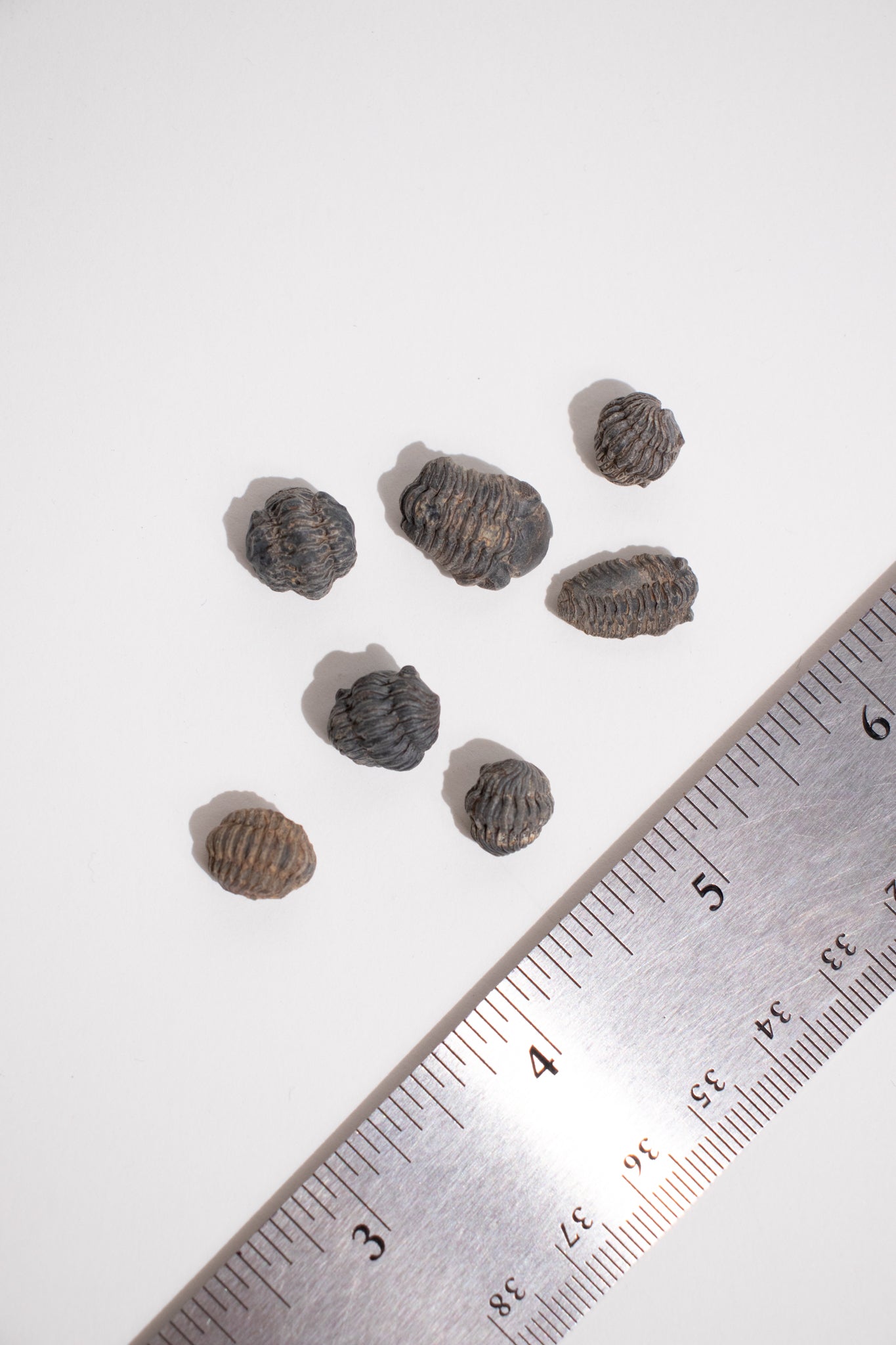 Mini Trilobites - Fossil from Stemcell Science Shop