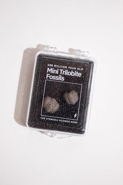 Mini Trilobites - Fossil from Stemcell Science Shop