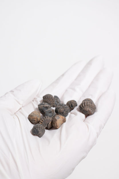 Mini Trilobites - Fossil from Stemcell Science Shop