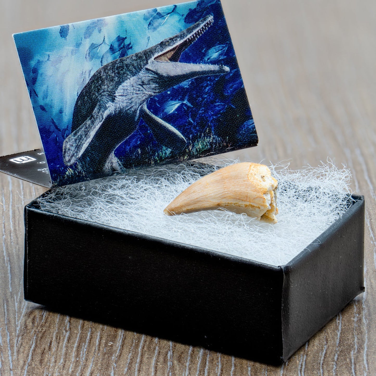 Mighty Mosasaur Pocket Fossil