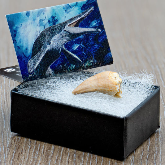 Mighty Mosasaur Pocket Fossil