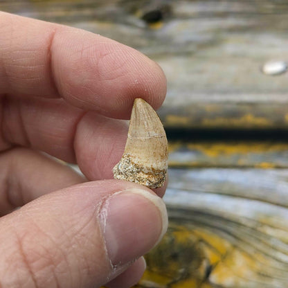 Mighty Mosasaur Pocket Fossil