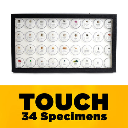 Mini Museum - Fifth Edition (TOUCH - 34 Specimens)