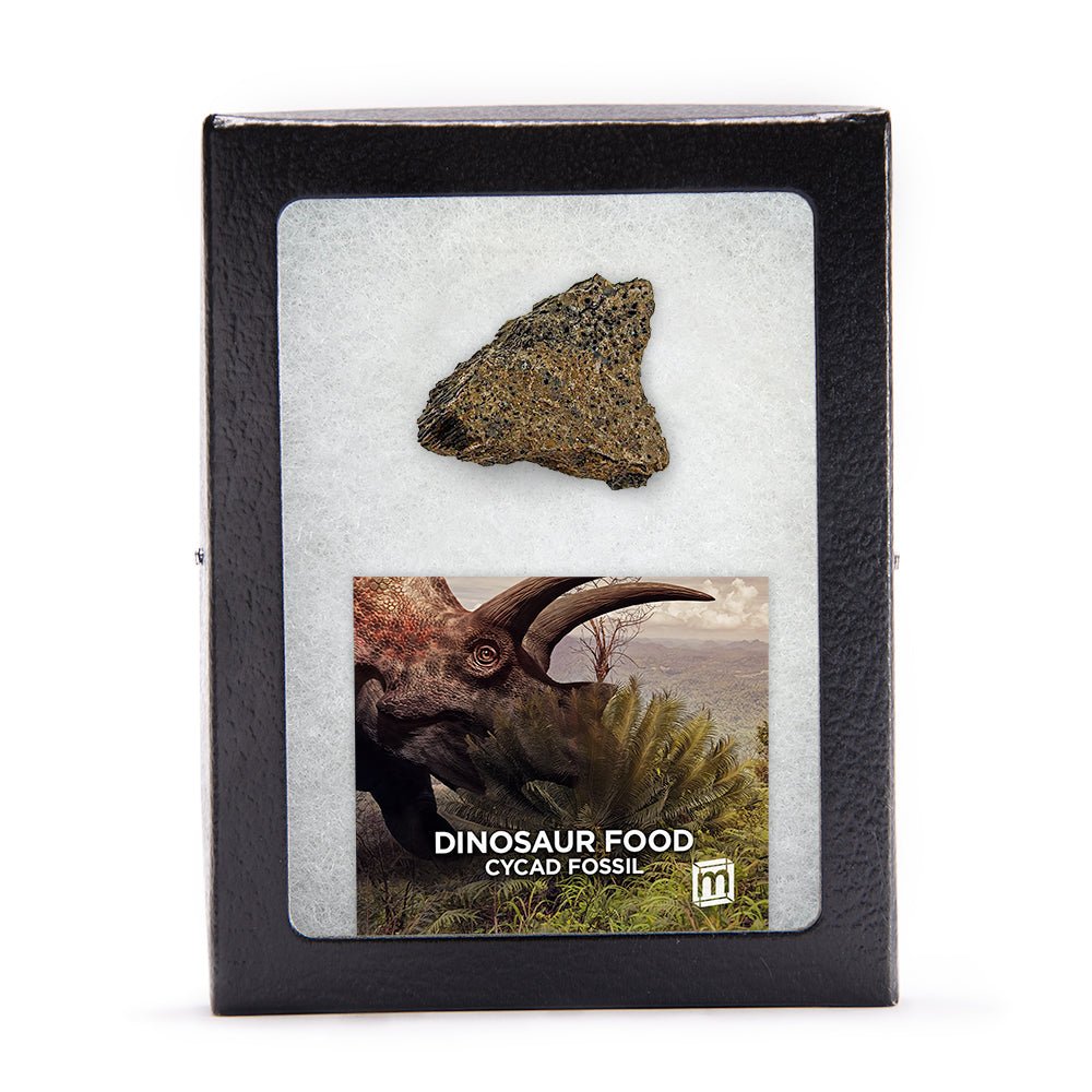 Dinosaur Food - Cycad Fossil