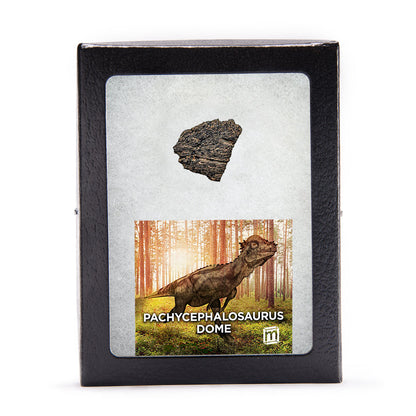 Pachycephalosaurus Dome Fragment