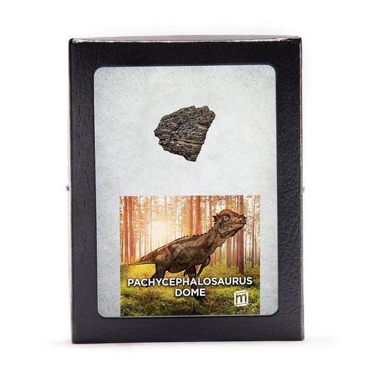 Pachycephalosaurus Dome Fragment