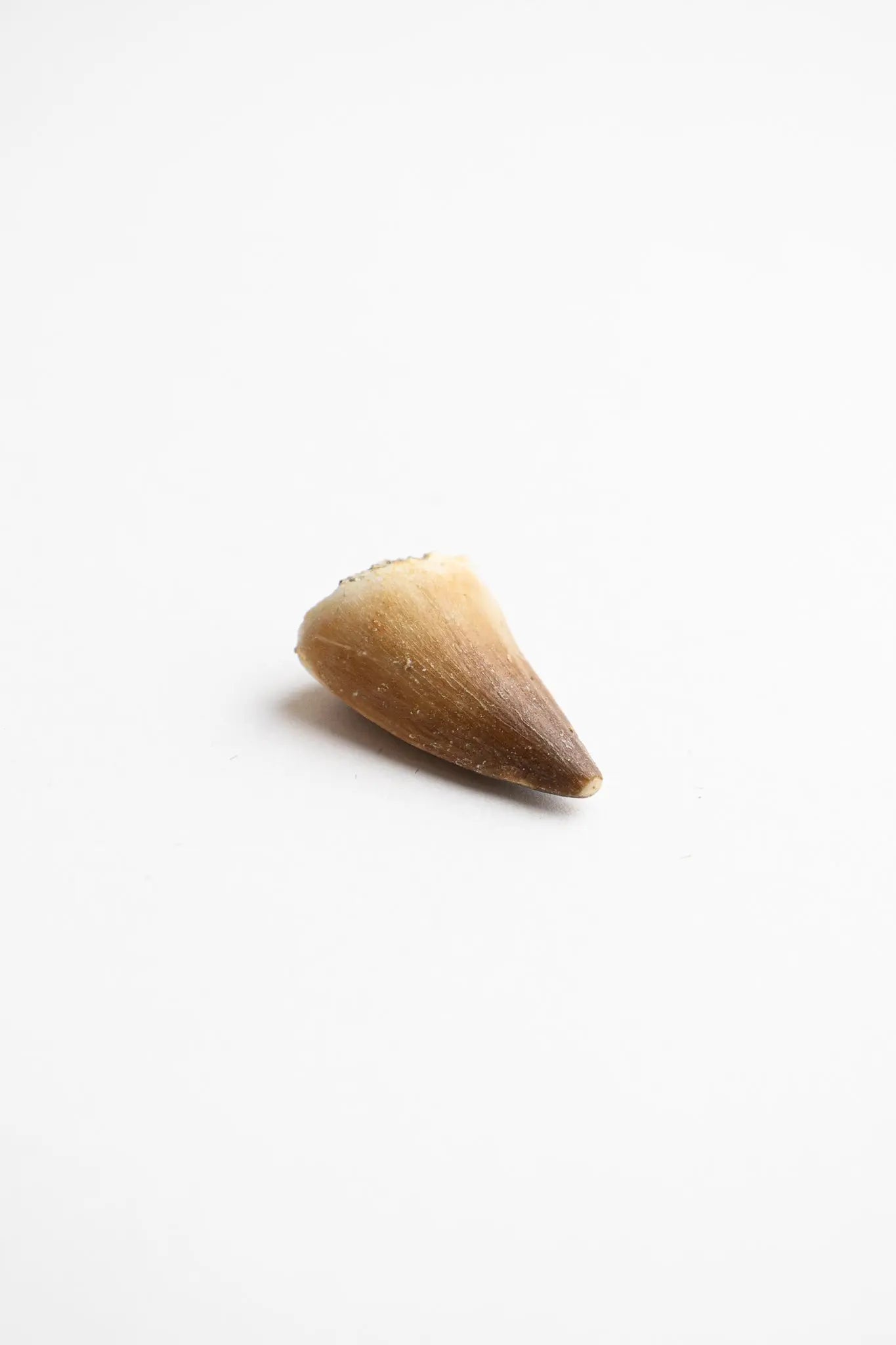 Mosasaurus Tooth Fossil Stemcell Science Shop