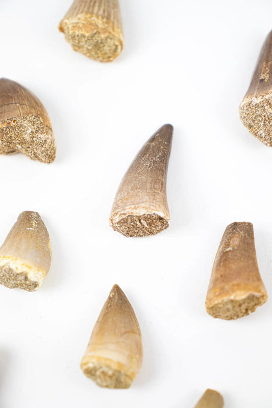 Mosasaurus Tooth - Fossil from Stemcell Science Shop
