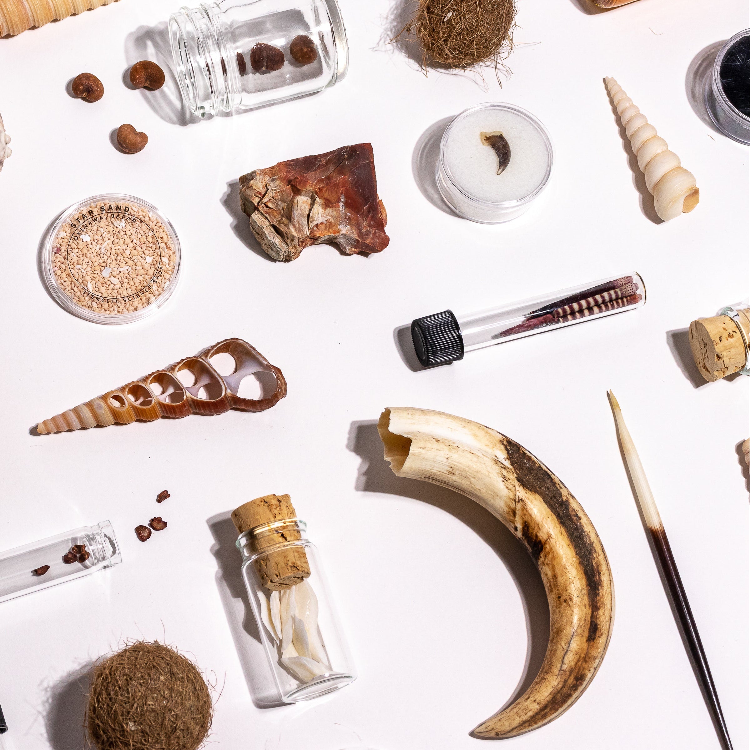 A styled flat-lay of various natural specimens, fossils, and jars on a white background, featuring a jar of 'Nuclear Fission Honey' and a curved ivory tusks tooth.