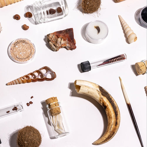 A styled flat-lay of various natural specimens, fossils, and jars on a white background, featuring a jar of 'Nuclear Fission Honey' and a curved ivory tusks tooth.
