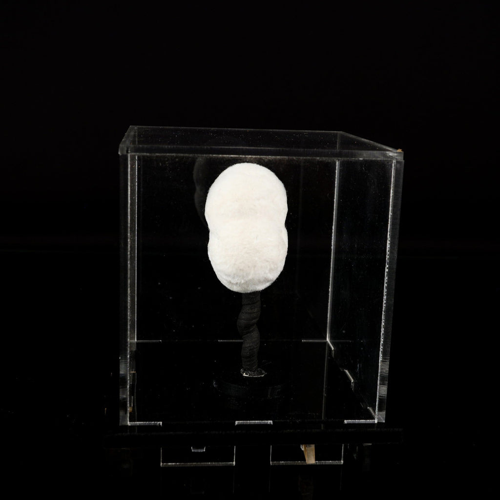 Okenite Big Puffballs Natural Mineral Specimen # B 6711