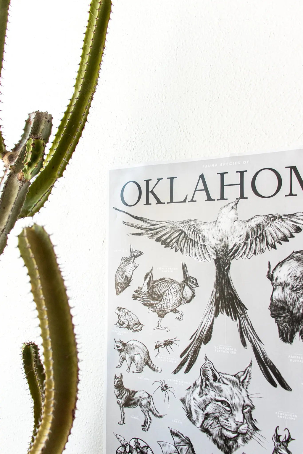 Oklahoma Wildlife Chart, Default Title at Stemcell Science Shop