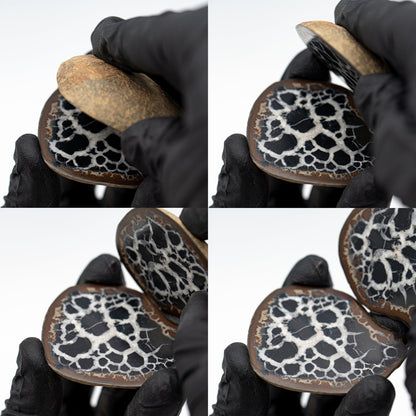 Septarian Nodules