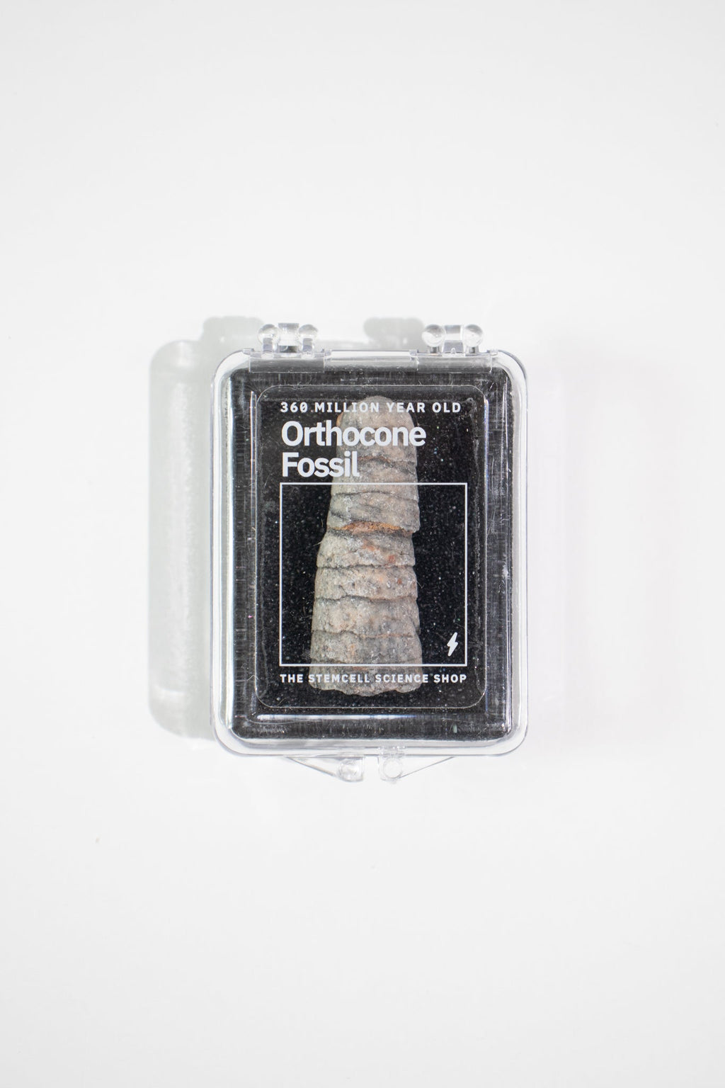 Orthocone Fossil, small at Stemcell Science Shop