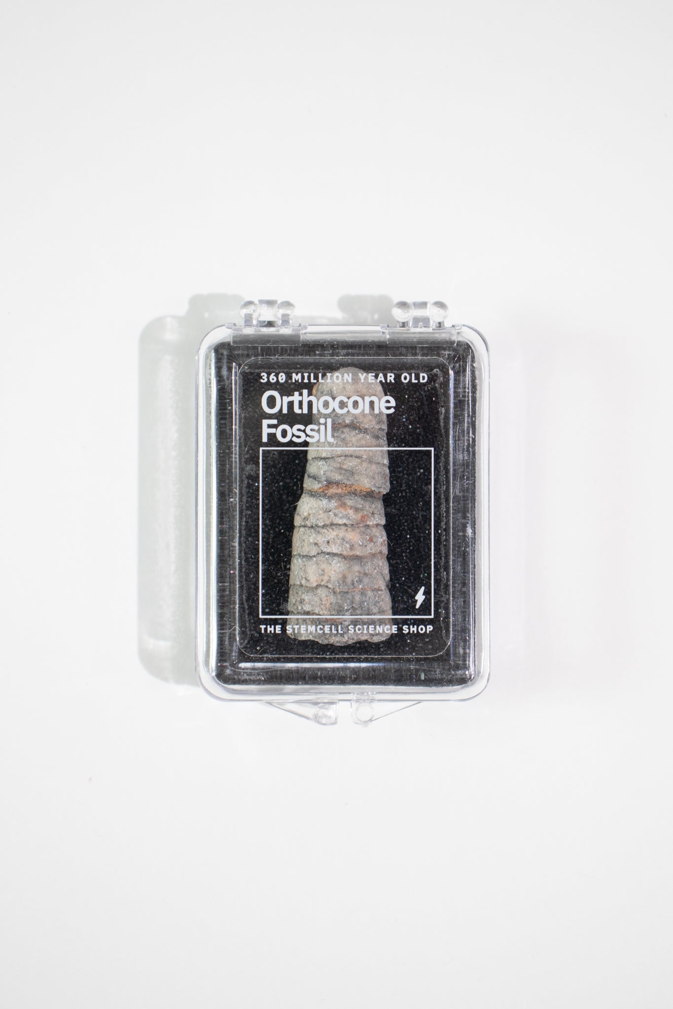 Orthocone Fossil, small at Stemcell Science Shop