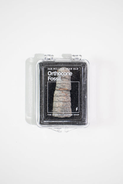 Orthocone Fossil Fossil Stemcell Science Shop