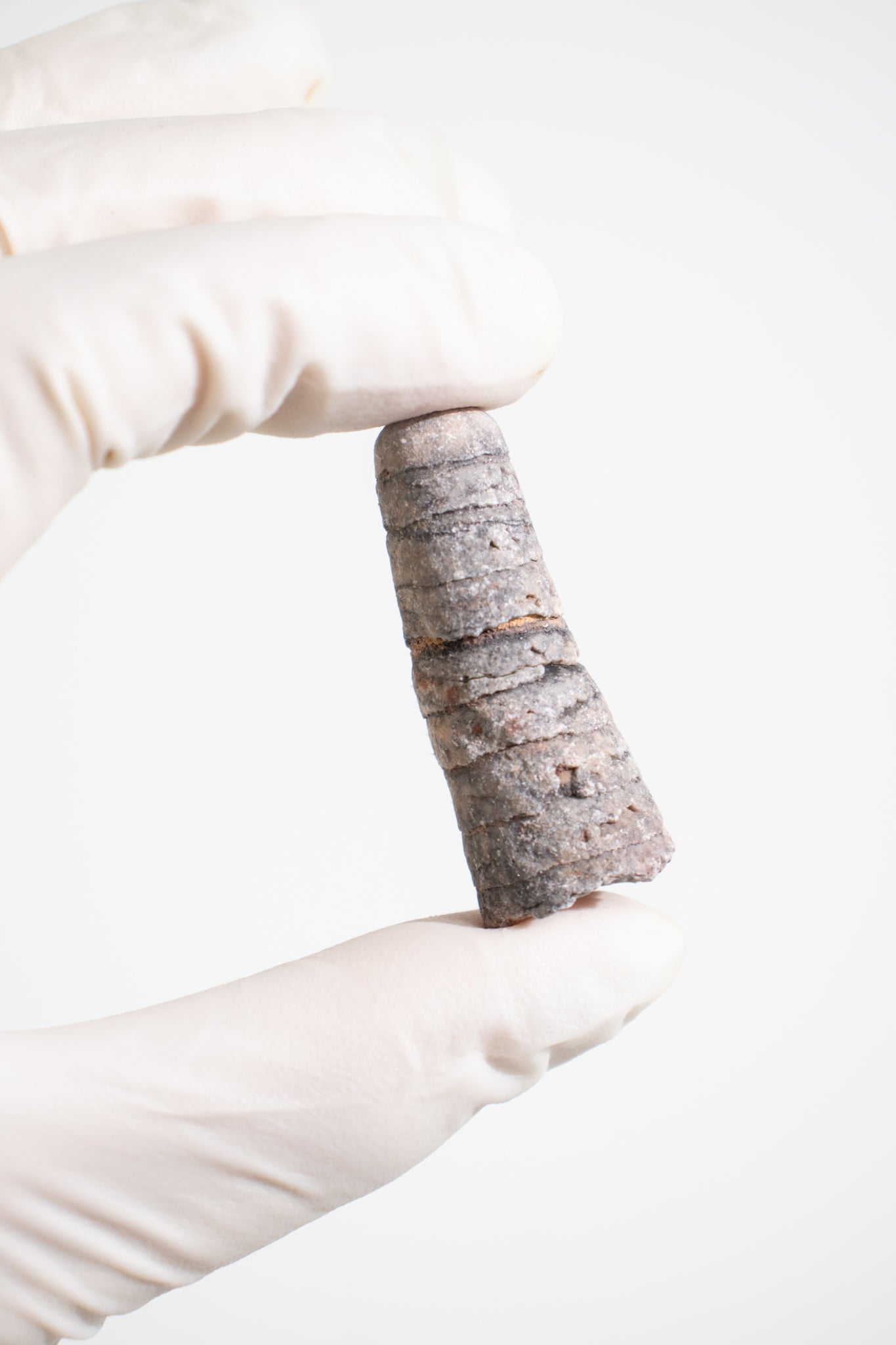Orthocone Fossil, small at Stemcell Science Shop