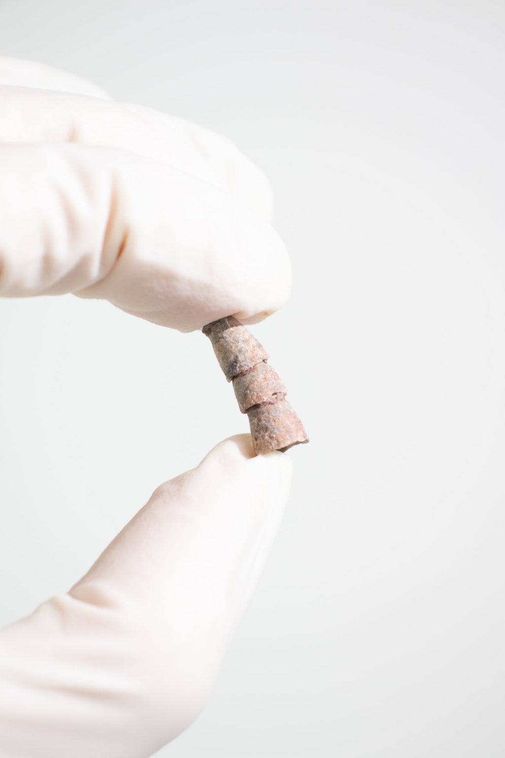 Orthocone Fossil, small at Stemcell Science Shop