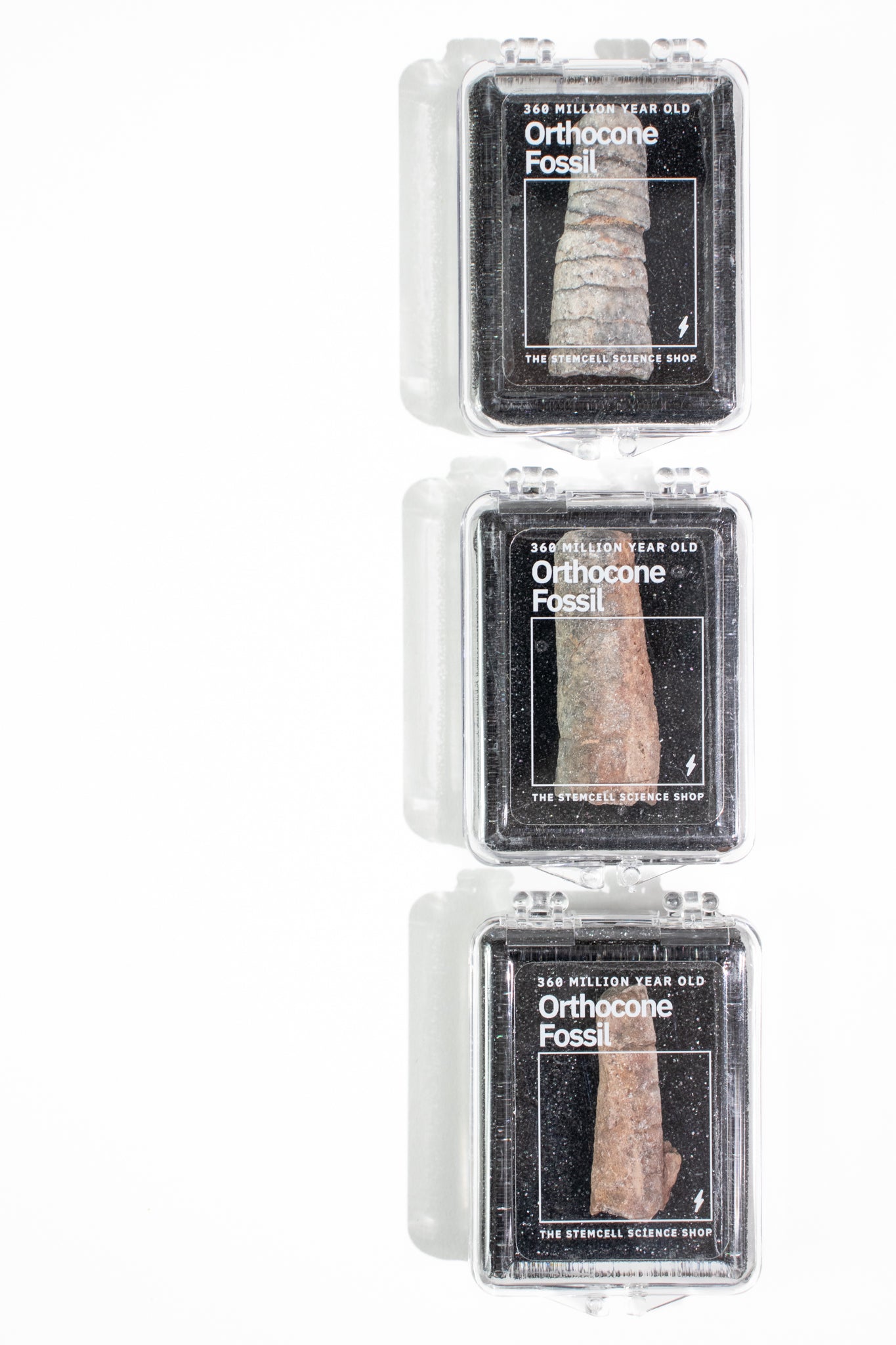 Orthocone Fossil, large at Stemcell Science Shop