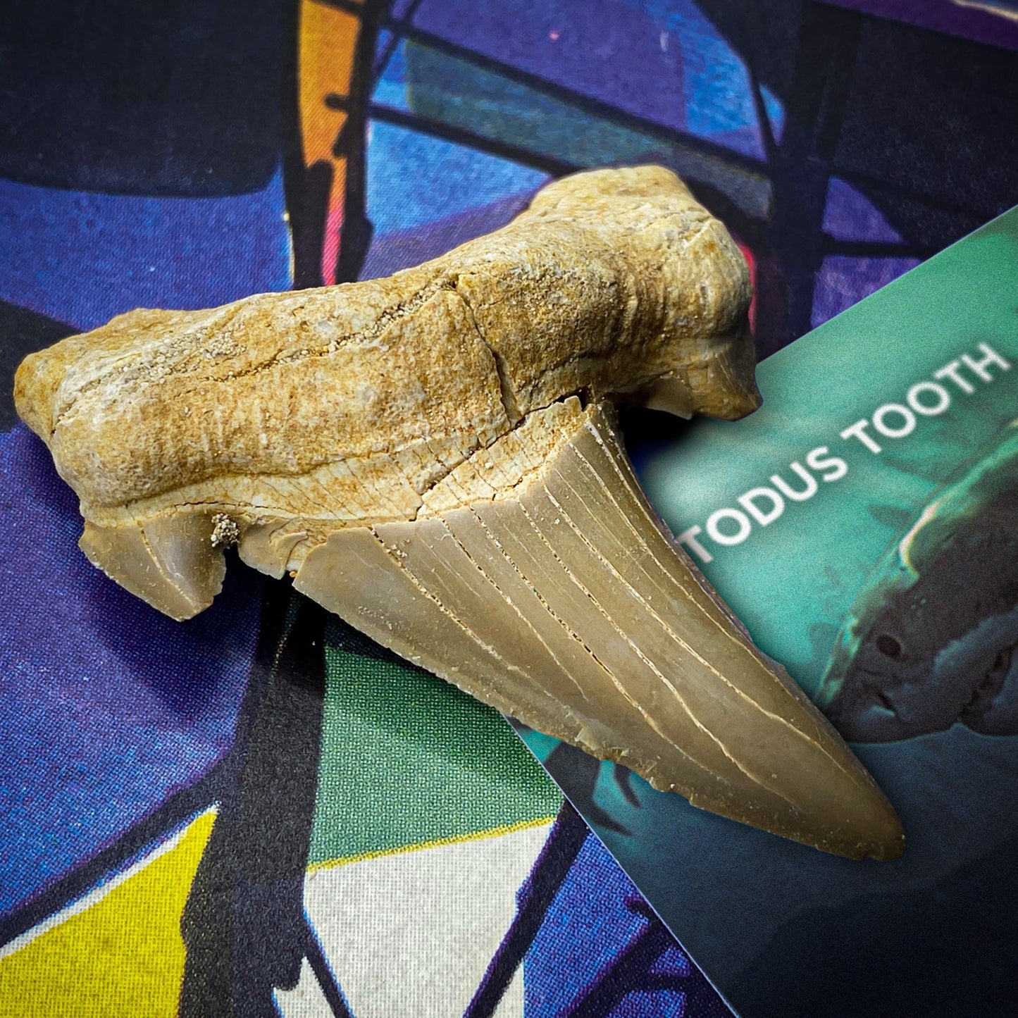 Otodus Fossil Tooth - First Megatooth Shark