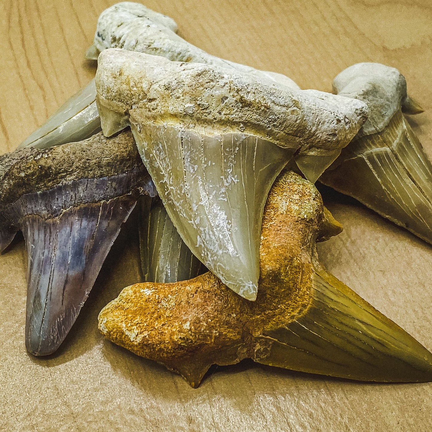 Otodus Fossil Tooth - First Megatooth Shark