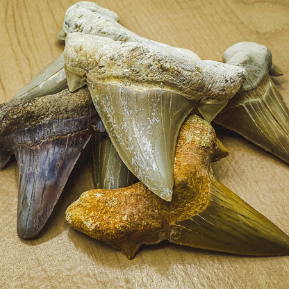 Otodus Fossil Tooth - First Megatooth Shark