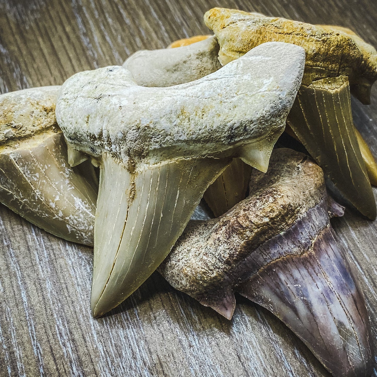 Otodus Fossil Tooth - First Megatooth Shark