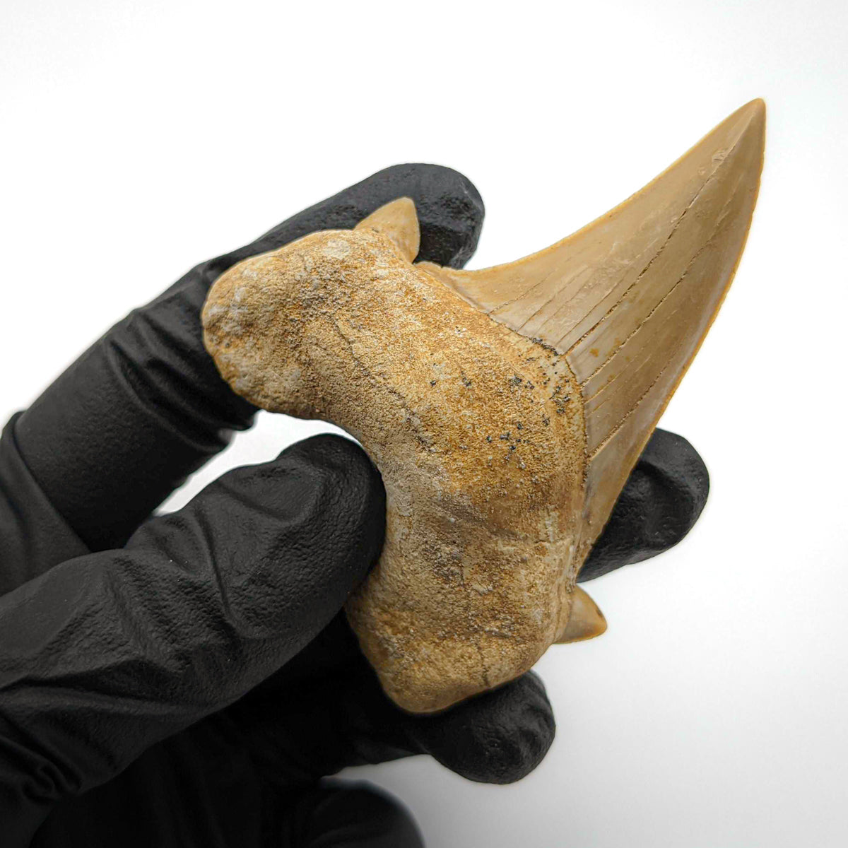 Otodus Fossil Tooth - First Megatooth Shark