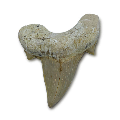 Otodus Fossil Tooth - First Megatooth Shark