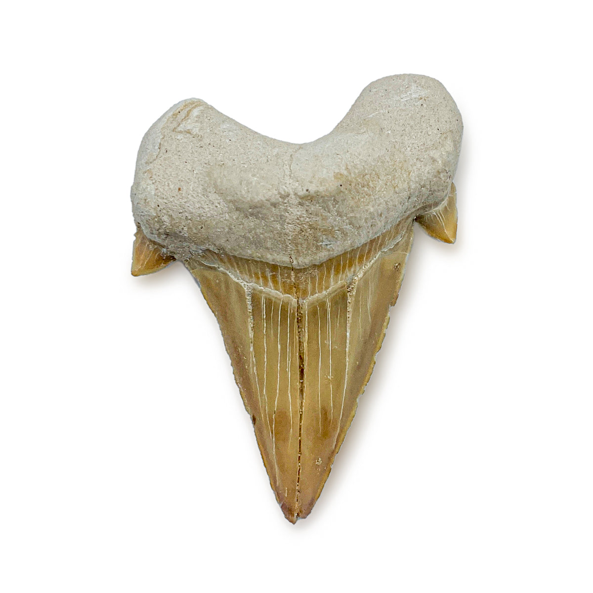 Otodus Fossil Tooth - First Megatooth Shark