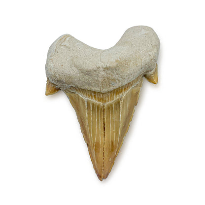 Otodus Fossil Tooth - First Megatooth Shark