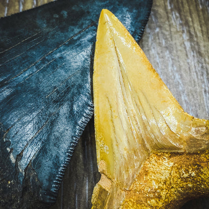 Otodus Fossil Tooth - First Megatooth Shark