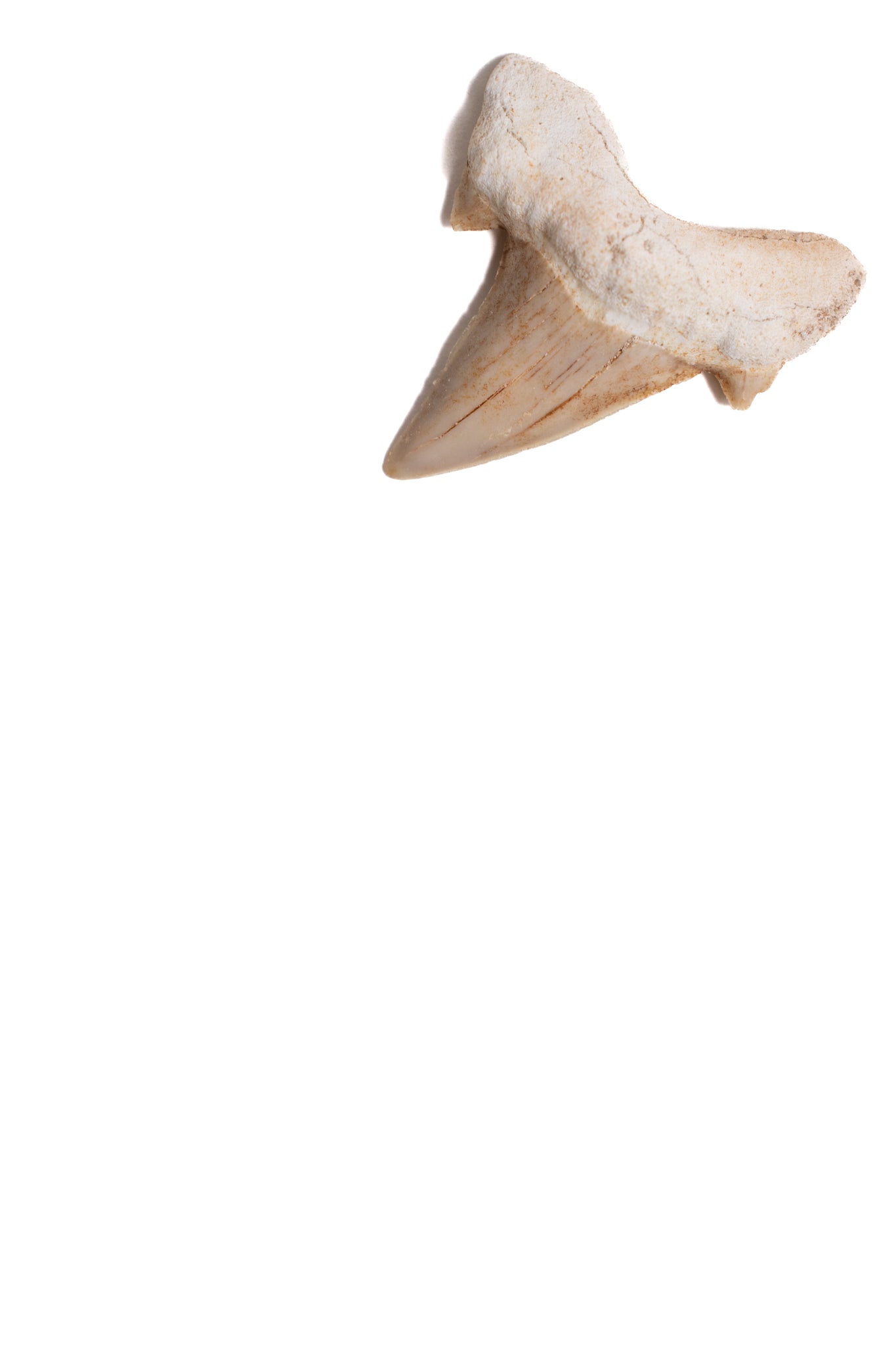 Otodus Tooth Fossil - Fossil from Stemcell Science Shop