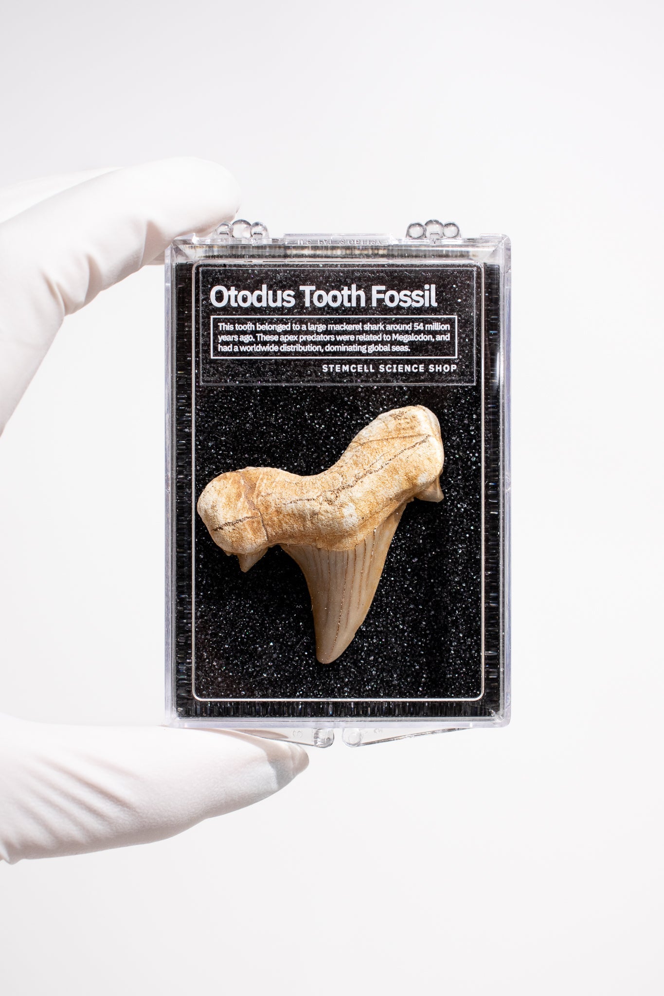 Otodus Tooth Fossil - Fossil from Stemcell Science Shop