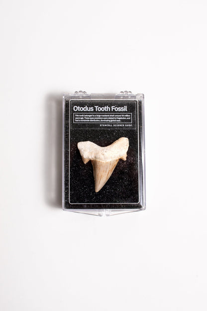 Otodus Tooth Fossil - Fossil from Stemcell Science Shop