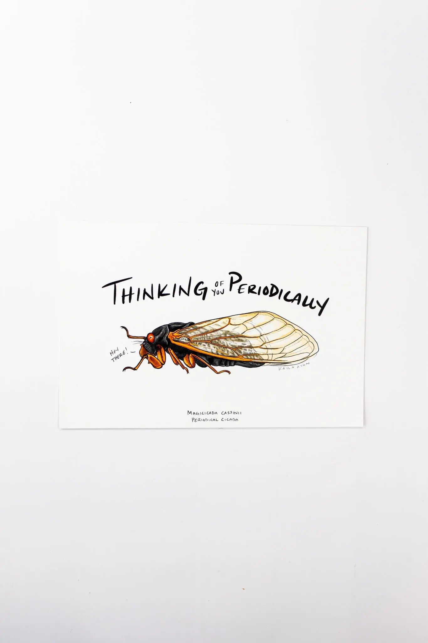 Periodical Cicada Postcard Stationery Stemcell Science Shop